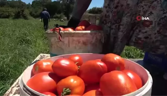 Çanakkale'de domates hasadı sancılı başladı: Tarlada ucuz, zincir marketlerde 10 katına satılıyor