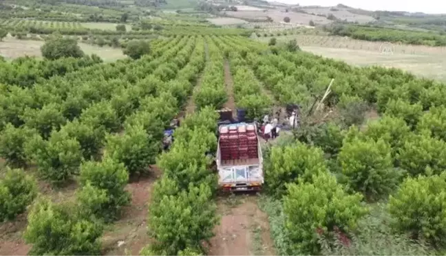 Hasat mesaisine başlayan şeftali üreticisinin yüzü gülüyor