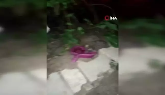 Kütahya'da kedi, mamalarını yiyen kirpilerin başında böyle bekledi