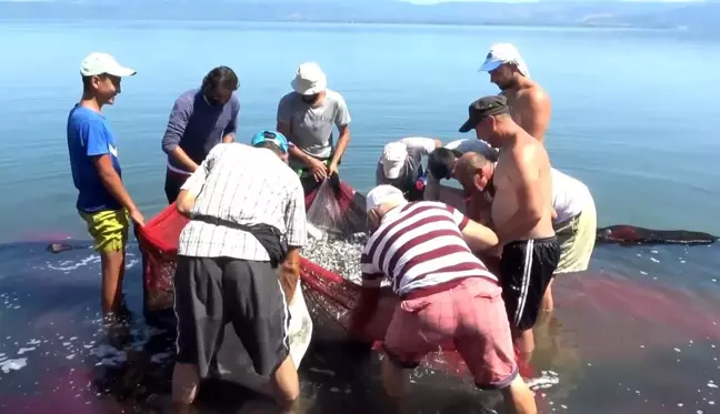 İznik gölünde gümüş balığı popülasyonu balıkçıları tedirgin ediyor