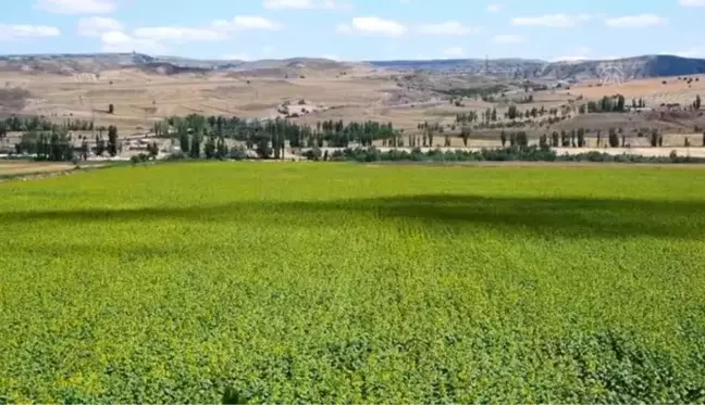 Ayçiçeği tarlaları sarı ve yeşil tonlarıyla görsel şölen sunuyor