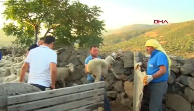 Son dakika haber! YANGIN MAĞDURU MANAVGAT'TAKİ KÖYLÜLERE ALİAĞA'DAN CANLI HAYVAN DESTEĞİ