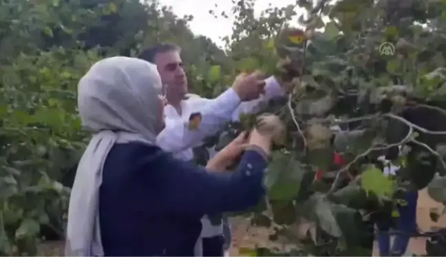 AK Parti Kocaeli Milletvekili Katırcıoğlu, Kandıra'da fındık hasadına katıldı