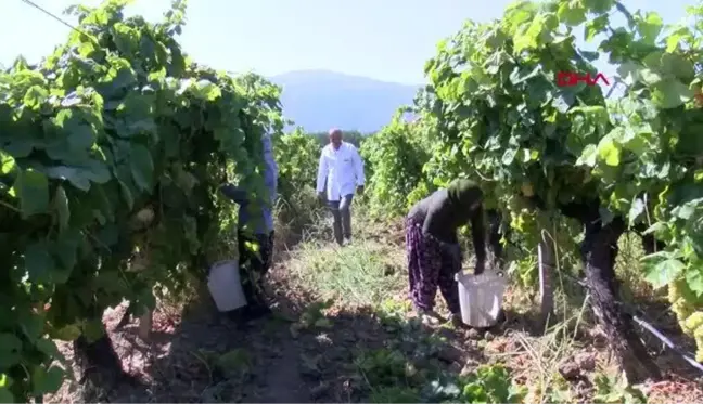 ÇİLEK ÜZÜMDE HASAT BAŞLADI