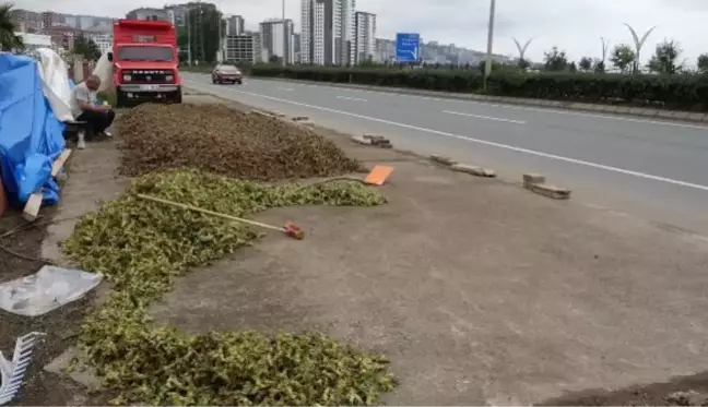 KARADENİZ SAHİL YOLU'NA FINDIK SEREN ÜRETİCİLER, GÜNEŞİ BEKLİYOR