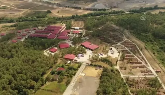 İBB'nin ölü hayvanları gömülmeden bekletmesine tepkiler sürüyor