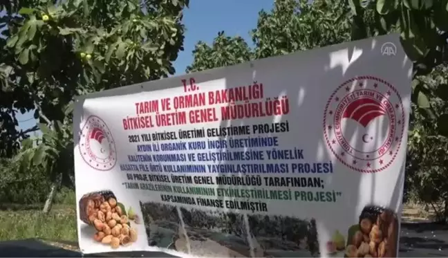 Hasatta file örtü kullanımı ile incirde kalitenin korunması amaçlanıyor