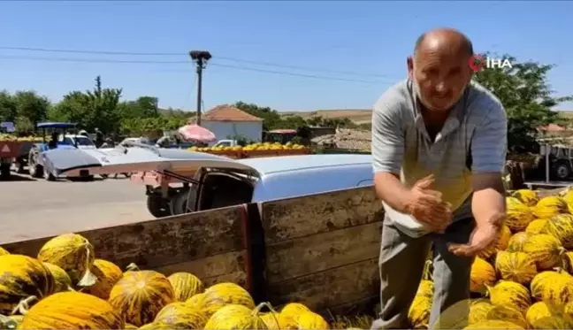 Meşhur dalaman kavunlarının hasadı başladı