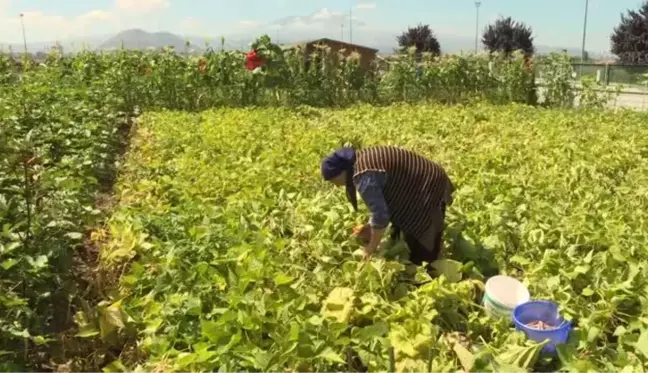 Üretilen ata tohumları Türkiye'nin dört bir yanında yeşeriyor