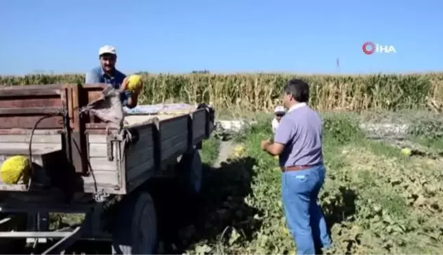 Kırkağaç kavununda hasat dönemi başladı