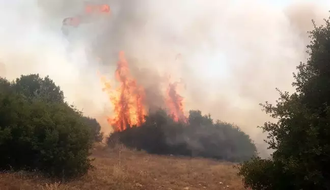 Manisa'da orman yangını başladı