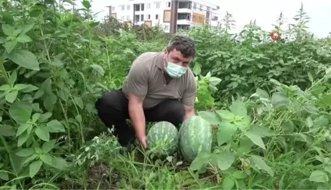 Üretim az olunca değeri daha da arttı...Önceki yıllarda üretimi 200 tonu bulan Yalınca Karpuzu yarı yarıya geriledi