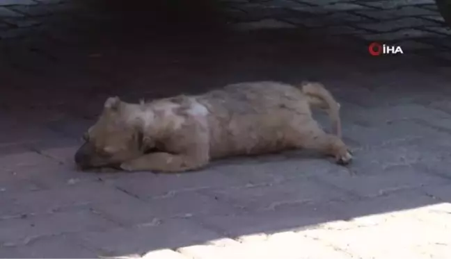 Anne köpeğin ölü yavrusunu taşıması duygulandırdı