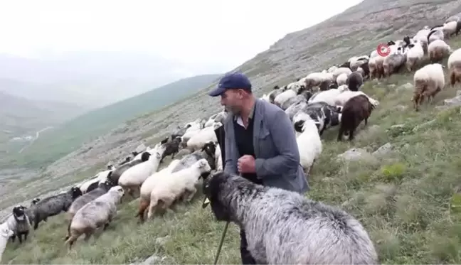 Karadeniz'in son sürü sahipleri