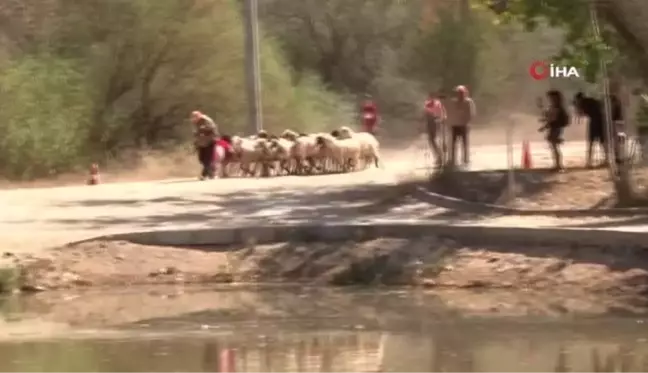 Asırlık gelenek başladı, kınalı koçlar suya atlamak için sıralandı