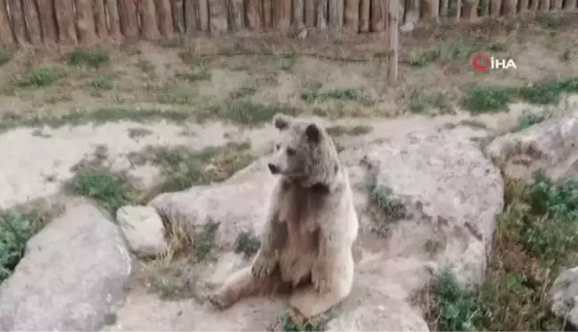 Dron gören ayılar gülümsetti