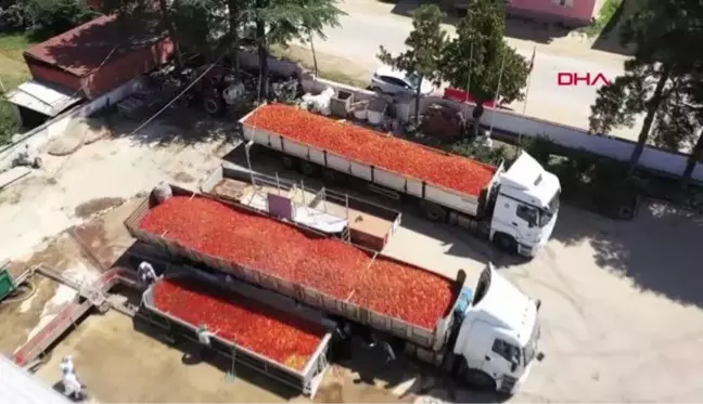 BURSA'DA, İHRACATLIK SALÇA SEZONU AÇILDI