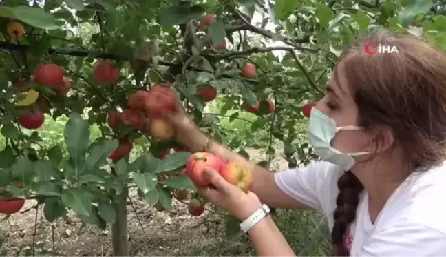 Okul bahçesinde yetiştirip ihtiyaç sahiplerine ulaştırıyorlar