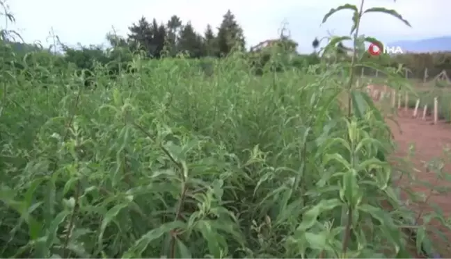 Ordu'da tıbbi ve aromatik bitkilerin hasadı başladı