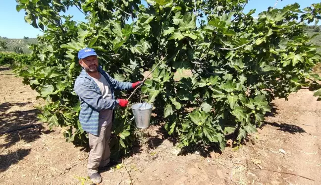İhracatçı firmalar, dünyaca ünlü siyah incirin fiyatını 30 liradan 12 liraya düşürünce çiftçiler isyan etti