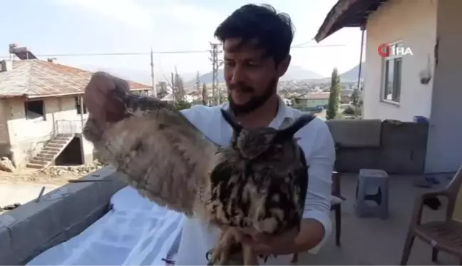 Yaralı bulunan puhu kuşu hayvanat bahçesine gönderildi