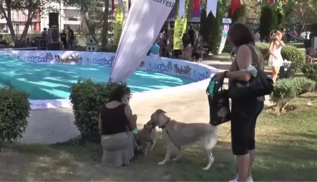 Denizli Pati Festivali'nde köpekler sokak hayvanları için yarıştı