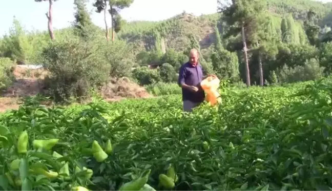 Tescilli Kale biberi, kalitesiyle yurt dışına açıldı