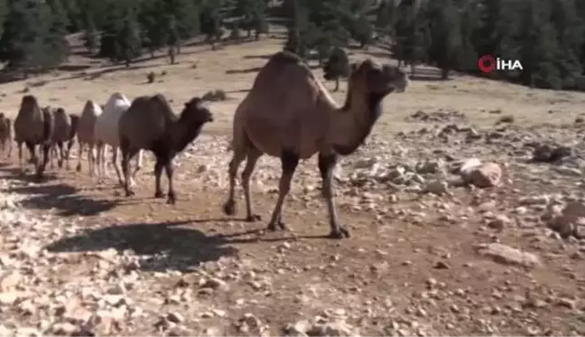 Sarıkeçili yörüklerin bin yıllık göçerlik geleneği