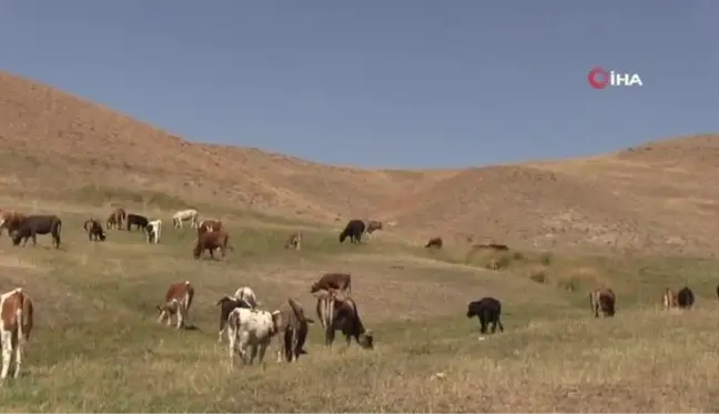 Bu ilçede gebe inekler artık kesilmeyecek