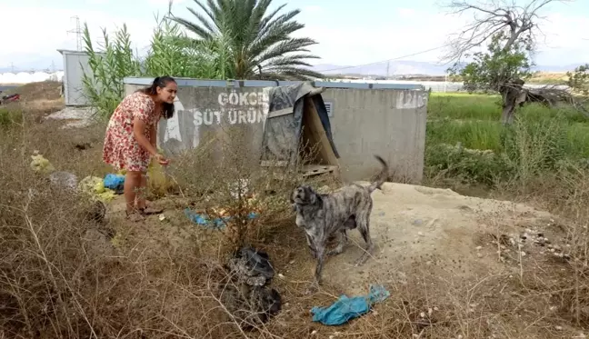 Garsonluk yaptıkları otelde çöpe atılan yemeklerle sokak köpeklerini besliyor