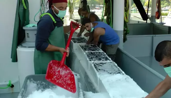 Fabrika gibi çalışan ilçeden günde 100 ton hamsi Anadolu'ya sevk oluyor