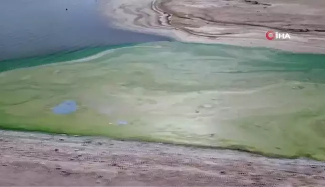 Sular çekildi, Atatürk Barajı yeşile büründü