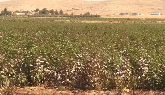 ŞANLIURFA - Şanlıurfa'da 