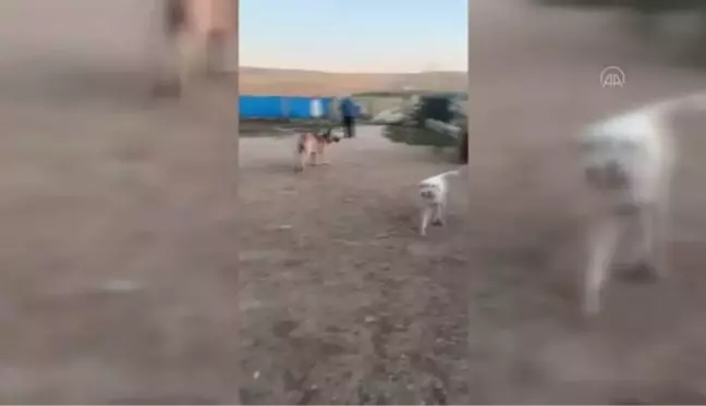 Sokak köpeklerinin Sinop'taki sel felaketiyle ayrılan yolları Ankara'da birleşti