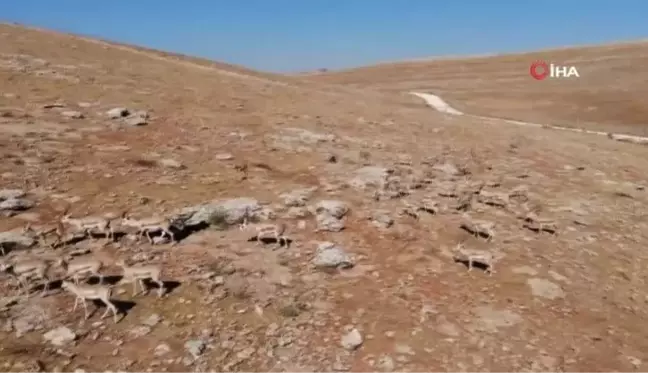 Urfa dağlarındaki ceylanlar havadan görüntülendi