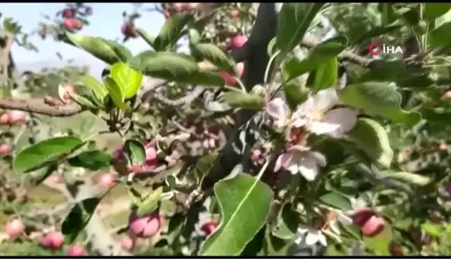 Aylar sonra gelen yağışla şaşıran elma ağacı hasat zamanı çiçek açtı