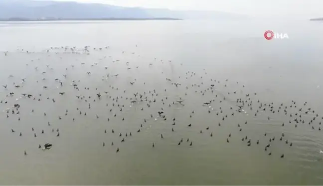 Binlerce kuşa ev sahipliği yapan Uluabat Gölü'nde tehlike çanları çalıyor