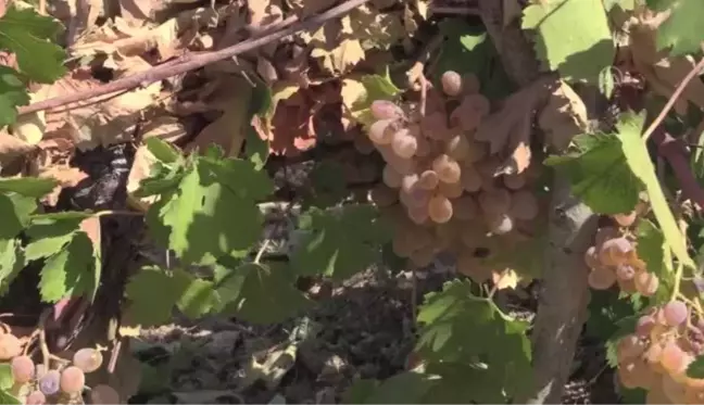 Çiftçiler, kendilerine hibe edilen üzüm sıkma makinalarıyla pestil yapmaya başladı