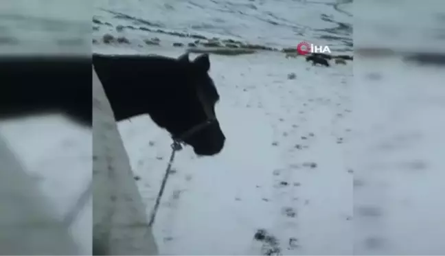 Artvin'de ani bastıran kar sürü sahiplerine zor anlar yaşattı