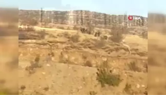 Elazığ'da domuz sürüsünün kaçış anı görüntülendi