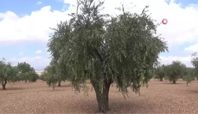 Kilis'te erken zeytin hasadı ile zeytin yağı üretimi de başladı