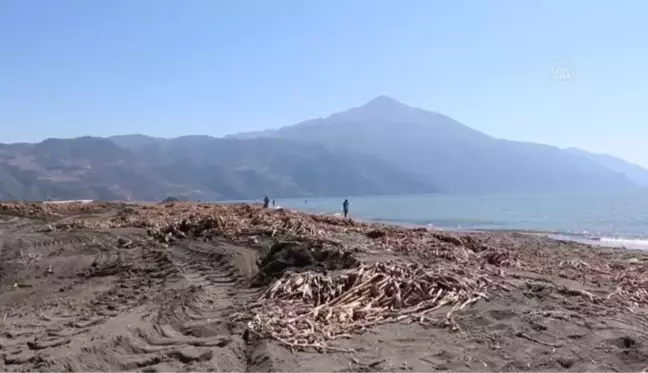 Asi Nehri sularının getirdiği su sümbülleri, denizden ve sahilden toplanıyor