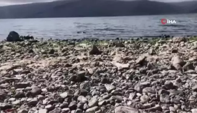 Son dakika gündem: Çıldır Gölü'nü kuraklık vurdu