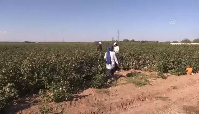 ŞANLIURFA - Ziraat mühendisleri sahaya indi, GAP'ta pamuk üretim maliyetleri azaldı