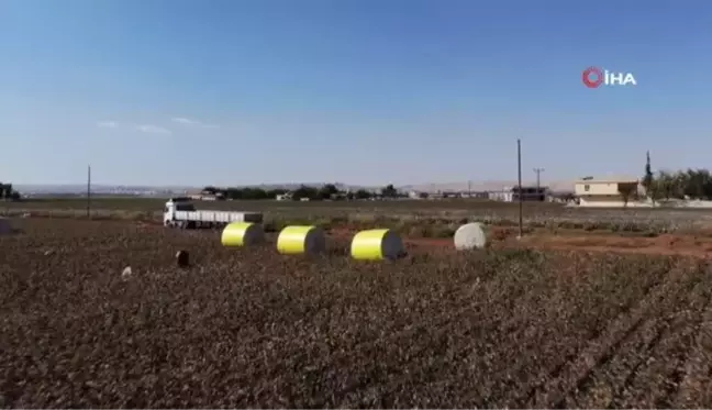 Harran Ovası'nda pamuk üreticisi altın yılını yaşıyor