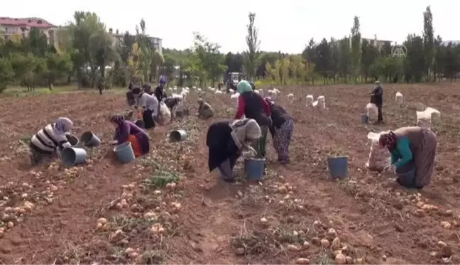 Solucan gübresi kullanılan arazide patates verimi arttı