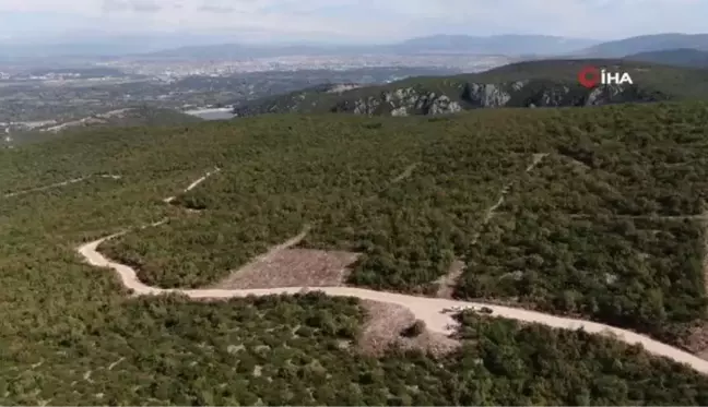 Nilüfer'de sokak hayvanları doğal yaşamına kavuşuyor