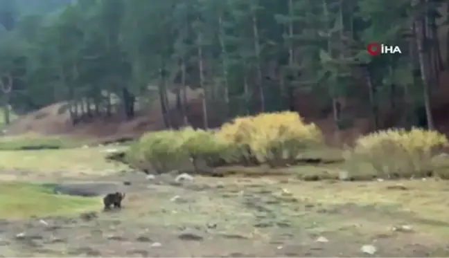 Bozayı sevdalıları tehlikeye aldırış etmedi, fotoğraf çekmeye devam etti