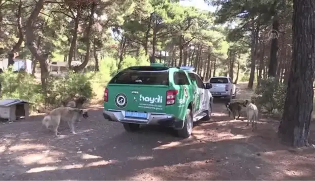 ÇANAKKALE - Sokak hayvanları için mama bırakıldı