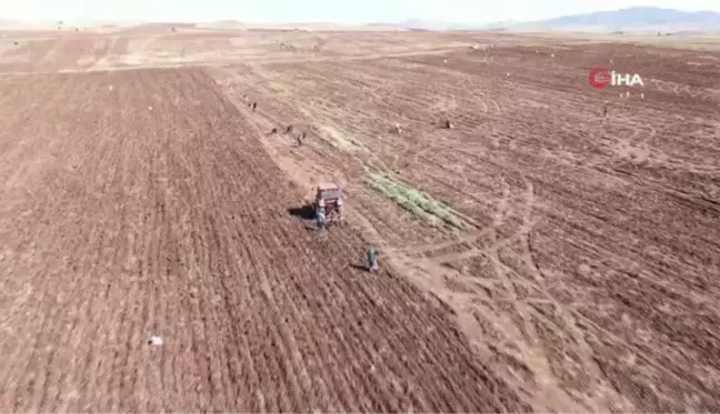 Onlarca kişi tarlaya akın etti, toprağın altından elleriyle tek tek çıkartıyorlar